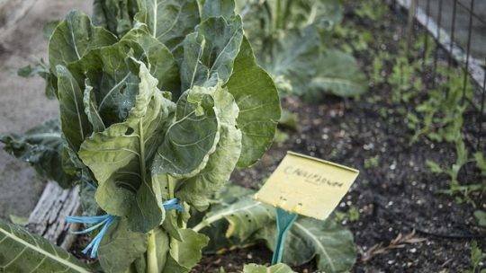 Choisir le bon Fertilisant pour Vos Plantes