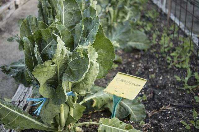 Choisir le bon Fertilisant pour Vos Plantes