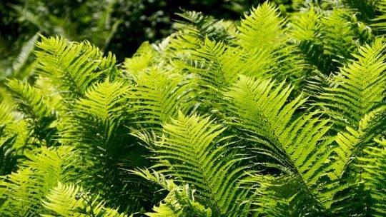 Un Jardin ombragé pour un été frais et agréable