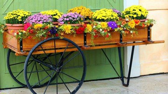 Plantes adaptées aux pots et aux conteneurs pour un jardin urbain