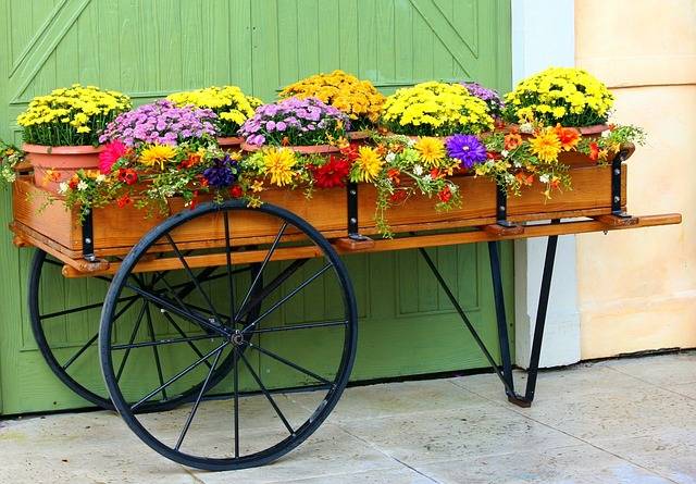 Plantes adaptées aux pots et aux conteneurs pour un jardin urbain