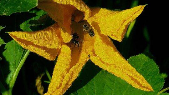 Combattre les maladies et les ravageurs dans le jardin potager – Solutions naturelles et commerciales