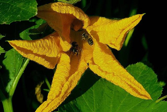 Combattre les maladies et les ravageurs dans le jardin potager – Solutions naturelles et commerciales