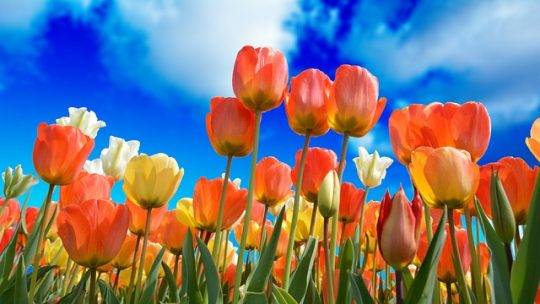 Choisir des fleurs en fonction de la couleur, la taille et la forme : critères de sélection, comparaison des espèces