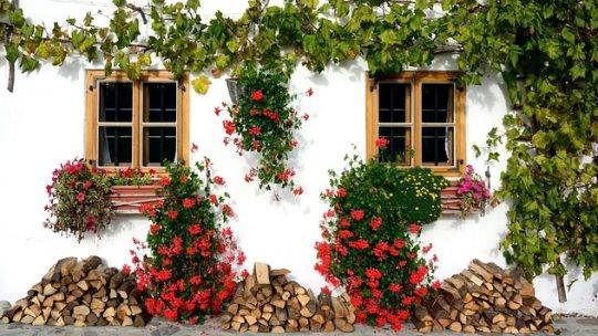 Les plantes grimpantes pour habiller vos murs et pergolas