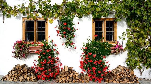 Les plantes grimpantes pour habiller vos murs et pergolas