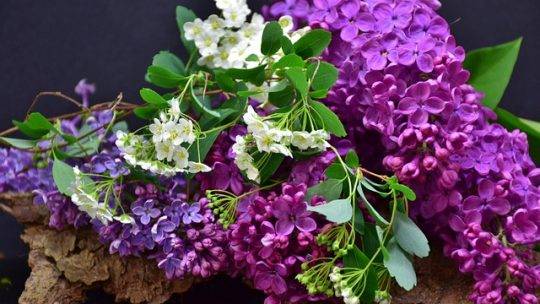 Diversifiez votre jardin avec des arbustes fleuris en printemps