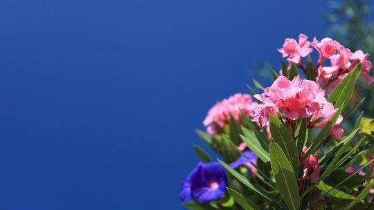 Les Tips D’experts Pour Un Jardinage Réussi