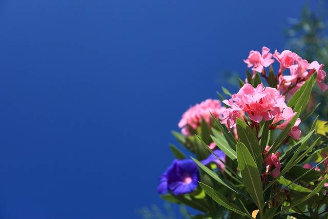 Les Tips D’experts Pour Un Jardinage Réussi