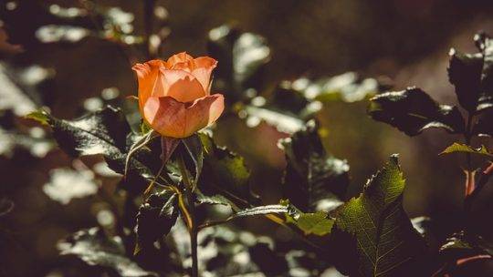 Une collection de fleurs pour un jardin coloré