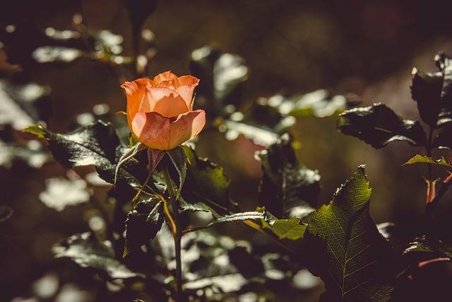 Une collection de fleurs pour un jardin coloré