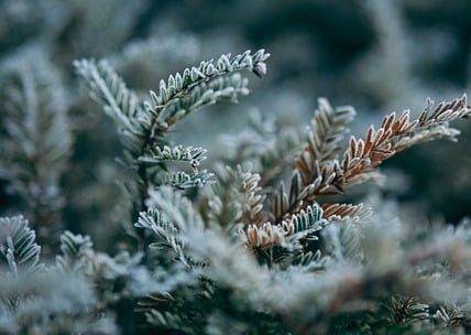 Choisir des plantes qui supportent le froid