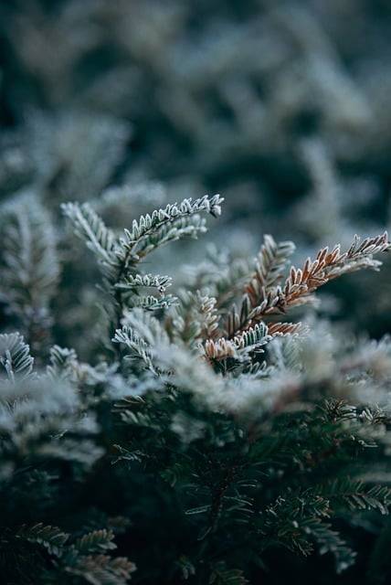Choisir des plantes qui supportent le froid