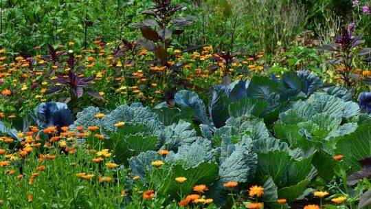 Cultiver des légumes faciles pour un jardin potager réussi