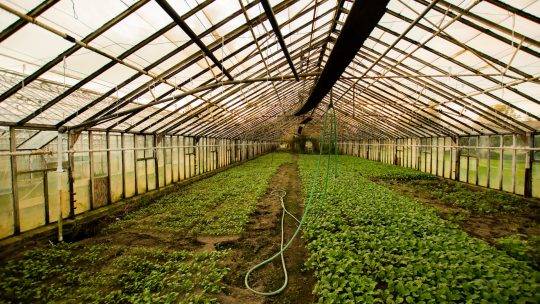 Toutes les méthodes pour protéger du froid ses fruits et légumes de sa serre